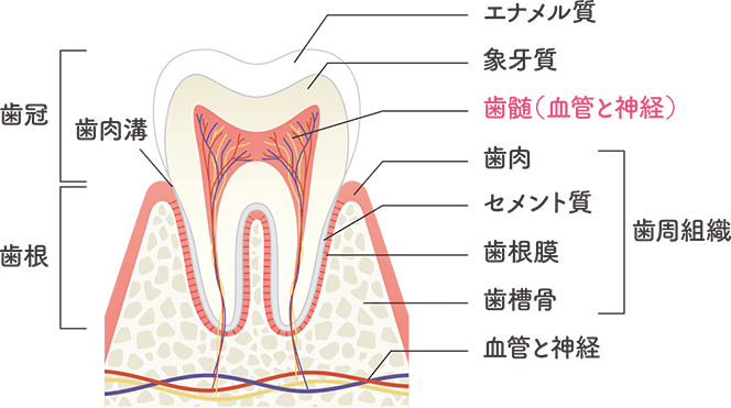 乳歯髄由来幹細胞の特徴